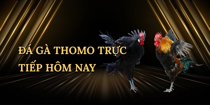 da-ga-thomo-truc-tiep-hom-nay-1