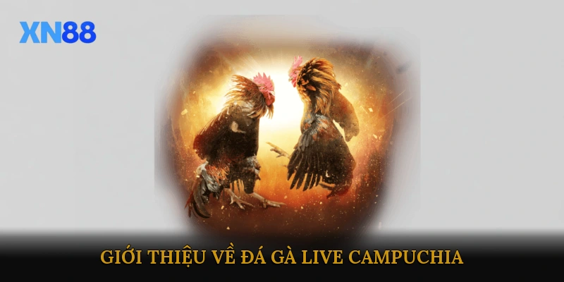 Giới thiệu về đá gà live Campuchia