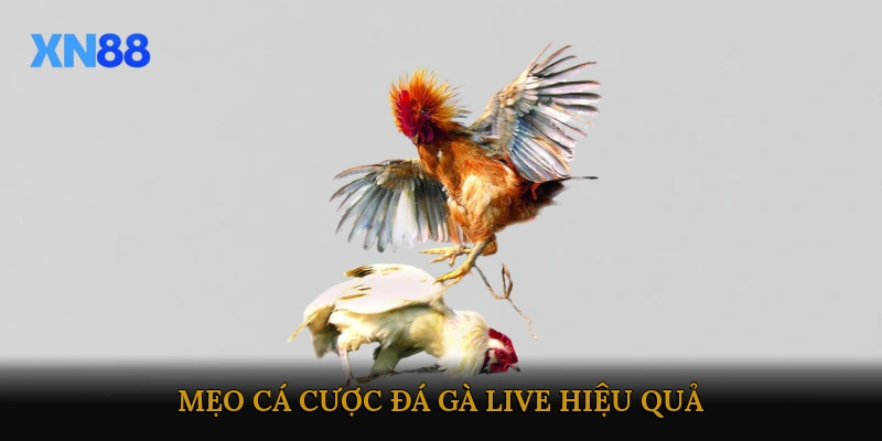 Mẹo cá cược đá gà live hiệu quả