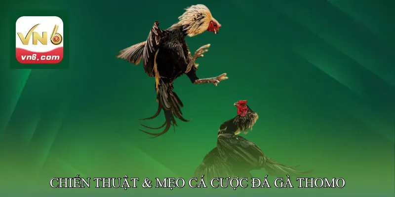 Chiến Thuật & Mẹo Cá Cược Đá Gà Thomo