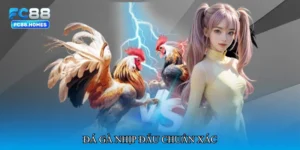 Đá gà nhịp đấu chuẩn xác