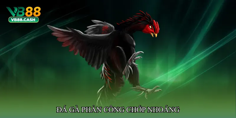 Đá gà phản công chớp nhoáng