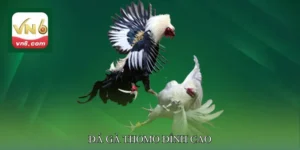 Đá gà Thomo đỉnh cao