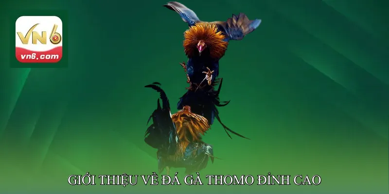 Giới Thiệu Về Đá Gà Thomo Đỉnh Cao